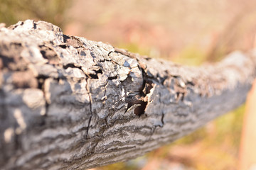 close up of a tree trunk