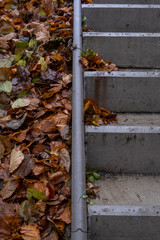 autumn leaves on the ground