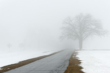 Driveway and Tree in Fog