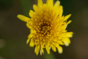 yellow flower of a dandelion