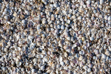 many different shells by the sea