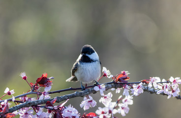 Black-capped Chickadee, Poecile atricapillus, perched on a flowering plum tree in spring