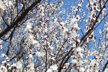 cherry blossom in spring