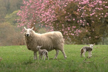 Obraz na płótnie Canvas sheep and lambs grazing