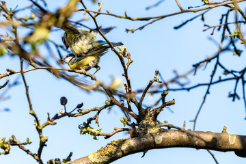 Vogelhochzeit 1