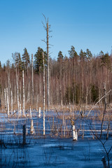 birch trunks left in the territory of a flooded forest in winter