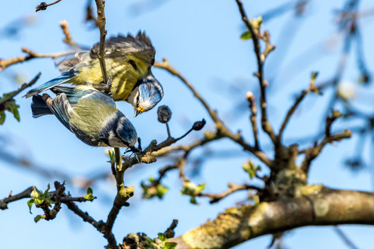 Vogelhochzeit 5
