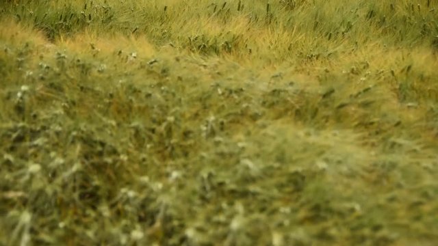 Grano nel vento