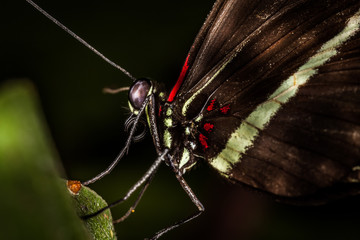 Beautiful and colorful macro photography butterfly.
