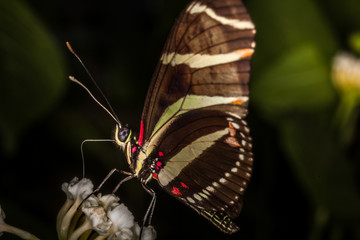 Beautiful and colorful macro photography butterfly.