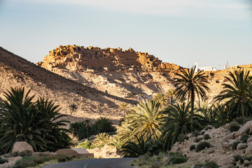 Fototapeta na wymiar desert landscape with palm trees