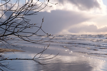 Fototapeta premium spring thorns by the sea, can be seen as cold sea water ripples and the sun shines in the water