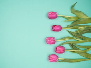 Pink tulips on turquoise background. Spring flowers.
