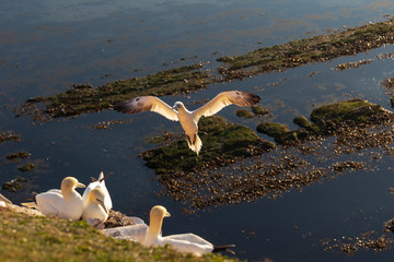 Germany, Helgoland, Morus bassanus, colony of white gannets sitting on nests on a red rock lit by...
