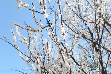 flowering branches