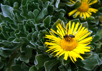 Black Canary bee on a yellow flower, an insect pollination of plants in the spring.