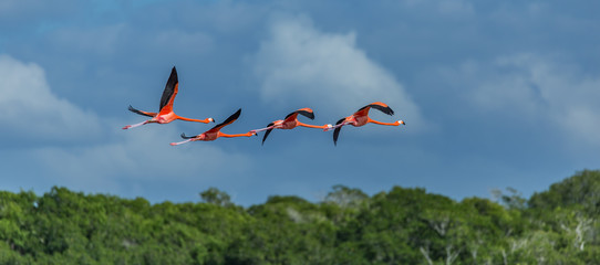 flamingos flying over blue sky in Rio Lagartos bio-reserve in Yucatan Mexico