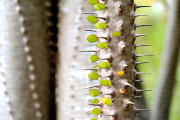 Succulent plant of Madagascar with leaves and spikes in close view.