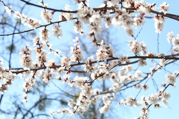 cherry blossom in spring