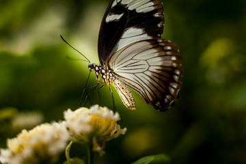 Beautiful and colorful macro photography butterfly.