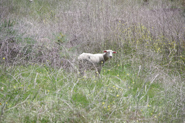 View of a single sheep in the dry vegetation of a coastal hillside area on a spring day in California