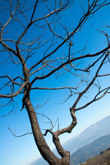 dead tree in winter