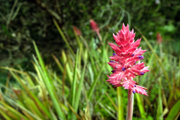 Red, pink and purple flower on a tall stalk in a botanical garden.