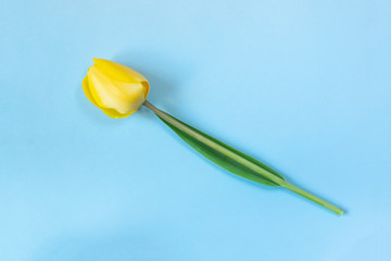 Fresh single yellow tulip on light blue background