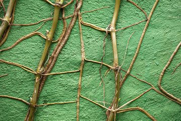 Parede verde com raízes de planta