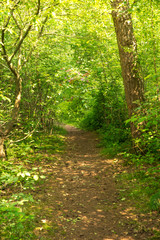 path in the forest