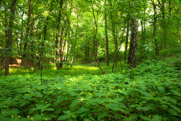 forest in the morning