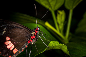 Beautiful and colorful macro photography butterfly.