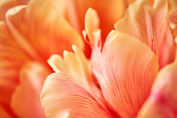 Closeup of petals of beautiful orange and with red streaks tulips in vase. Flower background. Floral Wallpaper. Copy space