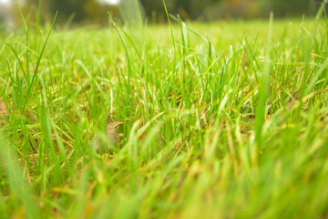 green grass background