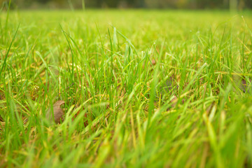 green grass on the grass