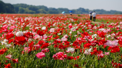 ポピー畑で散歩
