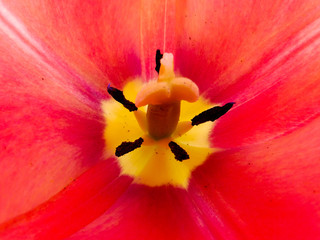 wnętrze czerwonego tulipana © Dominik