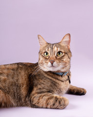 Gato, mascota de casa