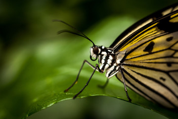 Beautiful and colorful macro photography butterfly.