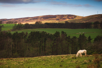 Horse in a field 