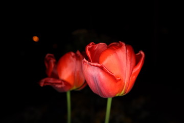 Rote Tulpenm in der Nacht mit schwarzem Hintergrund