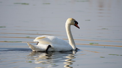 weißer Schwan auf einem See schwimmend in den Rieselfeldern, einem europäischen Vogelschutzgebiet