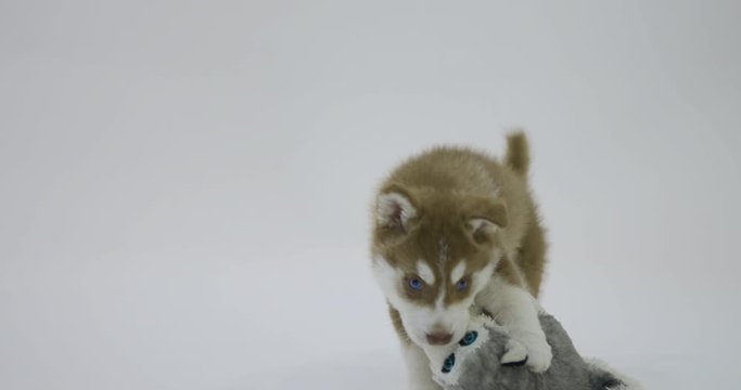 Little Siberian Husky puppy plays with stuffed toy