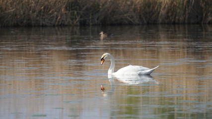 weißer Schwan, der sich im Wasser spiegelt, auf einem Teich in den Rieselfeldern, einem europäischen Vogelschutzgebiet