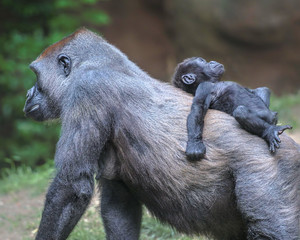 Gorilla mother with cute, little infant grabbing and hanging on her back