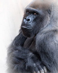 Gorilla portrait with funny stare at the camera