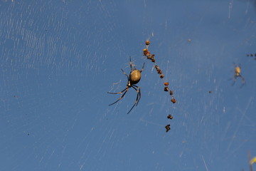 spider on web