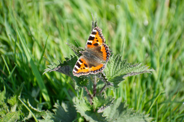 Obraz premium Small Tortoiseshell (Aglais urticae) butterfly sunning itself sitting on a stinging nettle (Urtica dioica) with its wings wide open.
