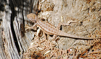 Lizard on Tree