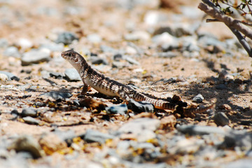 Lizard in Desert